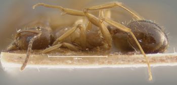 Media type: image; Entomology 20608   Aspect: habitus lateral view